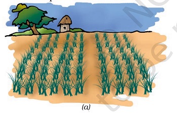 Figure shows rows and rows of Paddy growing in a field. By Dr T K Bansal