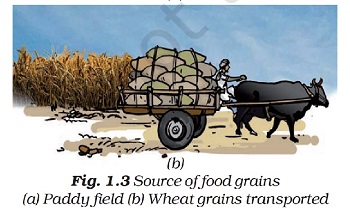 Figure shows Wheat grains being transported in gunny bags on a bullock cart. By Dr T K Bansal