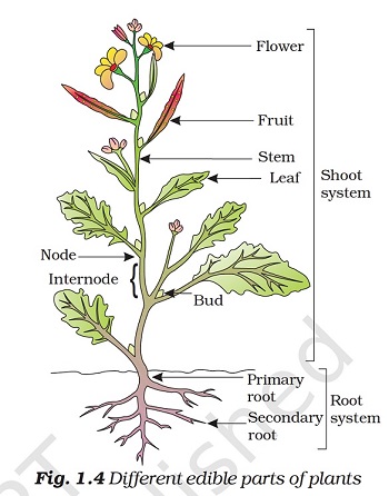 Figure shows a plant whose parts like roots, stem, leaves, flowers, and fruits are marked. By Dr TKBansal.