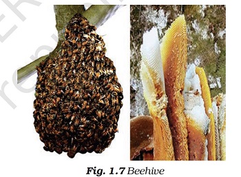 Figure shows a Beehive and honey.