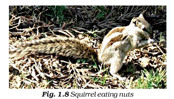 Figure shows a squirrel eating nuts.