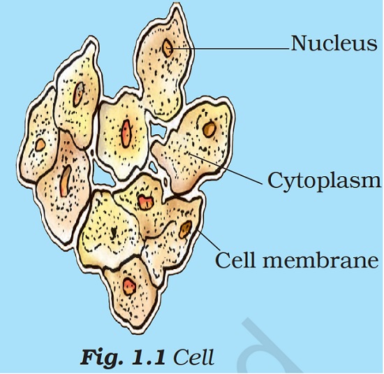 Figure has 3 parts: Part (a) shows a leaf. Part(b) shows a section of a leaf. Figure shows Chlorophyll, Guard Cells and stomata. Green pigment present on leaf is labelled as Chlorophyll and pores or tiny opening present on surface of leaf are labelled as Stoma which is surrounded by Guard cells. Part(c) shows stomata. Figure shows a stomatal opening which is surrounded by guard cells.  