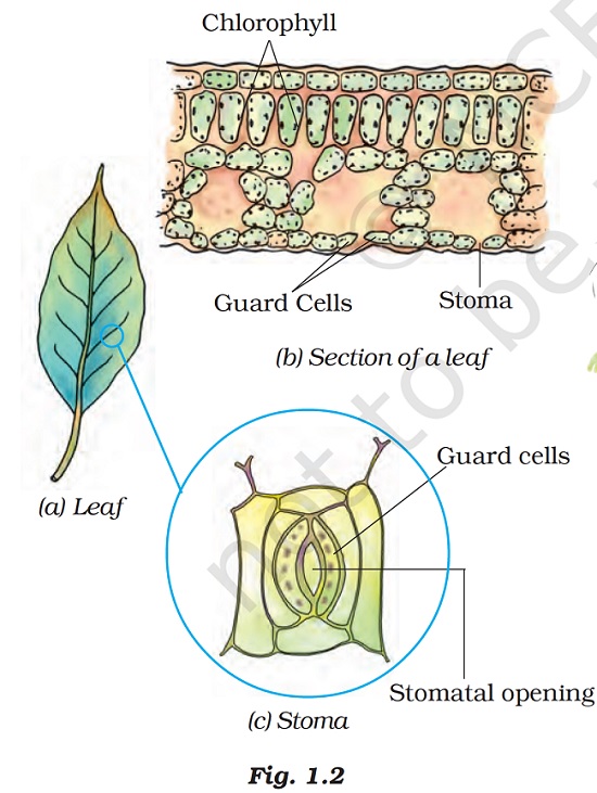 Figure shows a cell. Cell has a Nucleus, cell membrane and Cytoplasm. By Dr TKBansal.