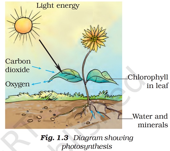 Figure shows that in the presence of light energy(from the sun), chlorophyll present in leaves absorb carbon dioxide and oxygen from surrounding and water and minerals from ground to perform photosynthesis