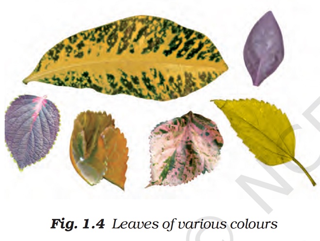  Figure shows 6 leaves of various colours. The first leave is green in color with yellow patches, leaves 2 and 3 are purple in color, leave 4 is orange in color, leave 5 is green-purple in color with white patches, and leave 6 is yellow in color. By Dr TKBansal.