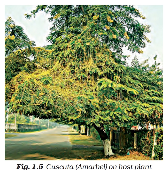  Figure shows a large tree on the side of a highway, on which Cuscuta (Amarbail) is climbing up on the host plant