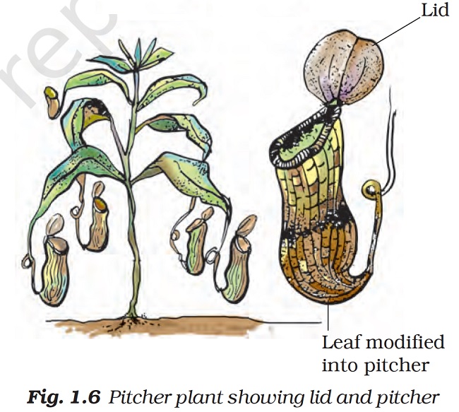  Figure shows a pitcher plant in which a leaf is modified into a pitcher with a lid  for catching food.