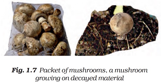  Figure shows a Packet of mushrooms, and a mushroom growing on decayed material. By Dr TKBansal.