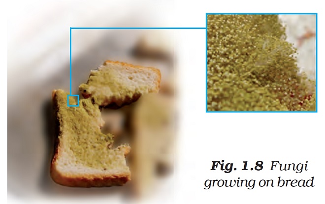  Figure shows growing fungi on bread. It is a hair-like spread on a piece of bread. By Dr TKBansal.