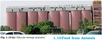  Figure shows a silo is a structure for storing bulk materials. Silos are used in agriculture to store grain or fermented feed known as silage. Silos are more commonly used for bulk storage of grain, food products. Three types of silos are in widespread use today: tower silos, bunker silos, bag silos and silage piles.