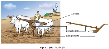  Image shows the plough this is a hand made tool combinaion of two wooden peace, which works with two buffalo, buffalo pulls the one wodden beam which is connected with other L shape wodden beam which is roping into the field 