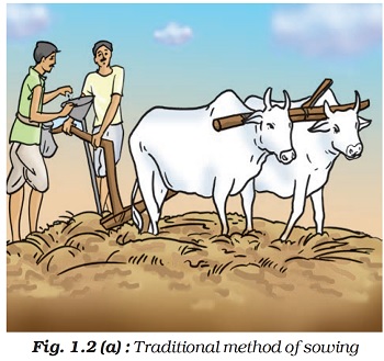  This image is showing a traditional method of sowing, two men are on the field one is oprating buffalo Plough, and one is sowing behind 