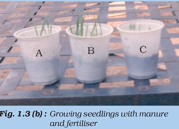 in this figure the experimental dust and seeds which is put togather in previous figure, now they are grown over the glass head.