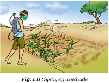 Figure shows that Weedicides are pesticides or weed killers that are used to eliminate undesirable plants. Weedkillers are chemical-based solutions that are particularly formulated to target various types of weeds in the most effective method while causing no harm to the rest of the crop.